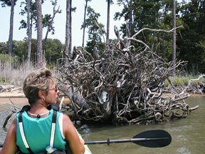 Kayak Excursions Talbot County, Easton, Dorchester County, Kent County